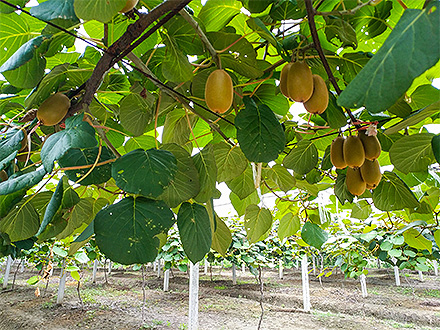 爱游戏体育平台基地展示三